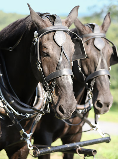 horses for wagon